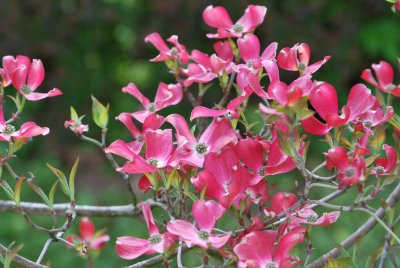 Cornus florida 'Cherokee Chief' - dřín květnatý 'Cherokee Chief' - rozkvetlé větve